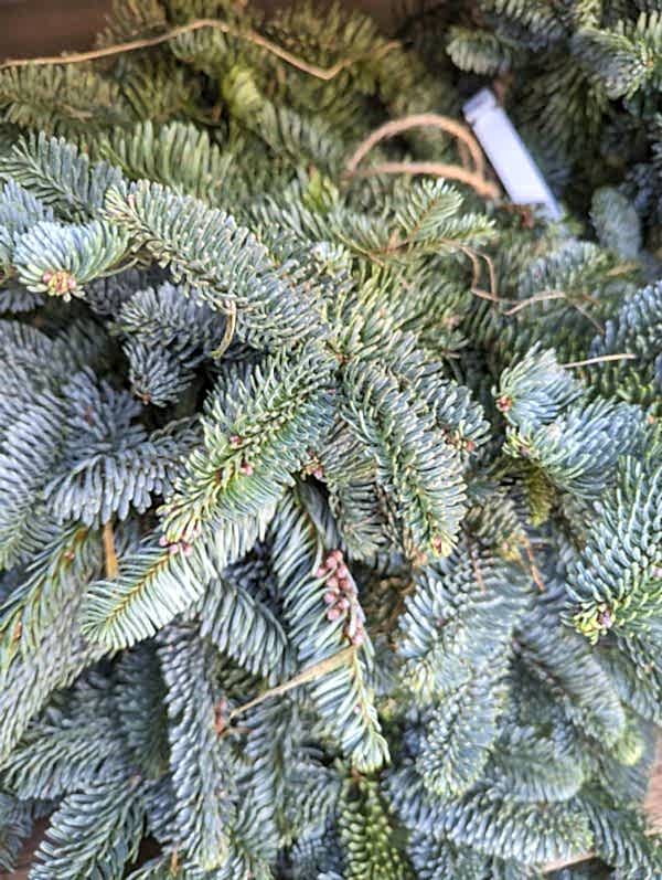 Christmas Noble Fir Bundle - the secret garden centre - South London