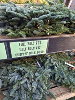 Christmas Noble Fir Bundle - the secret garden centre - South London