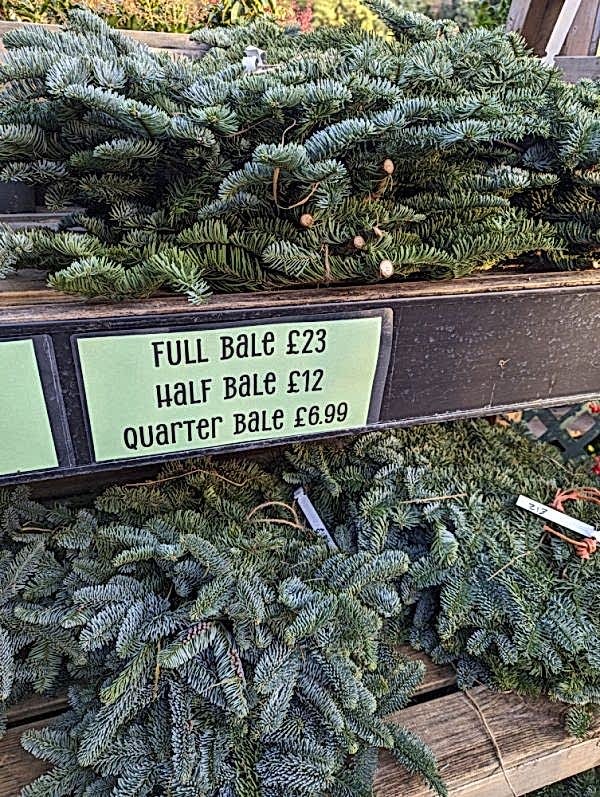 Christmas Noble Fir Bundle - the secret garden centre - South London