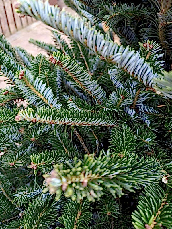 Fraser Fir (Abies fraseri) foliage close up needles – Christmas xmas tree -The Secret Garden Centre - South London - SE19