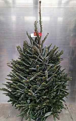 Fraser Fir (Abies fraseri) – Christmas xmas tree -The Secret Garden Centre - South London - SE19