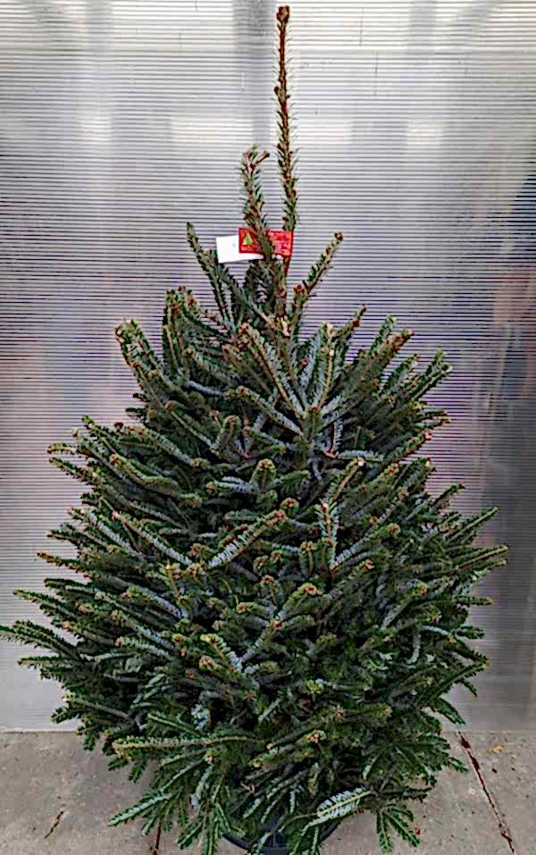 Fraser Fir (Abies fraseri) – Christmas xmas tree -The Secret Garden Centre - South London - SE19