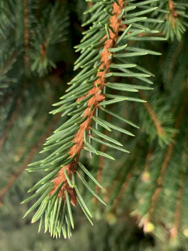 Norway Spruce foliage (Picea abies) – Christmas xmas tree -The Secret Garden Centre - South London - SE19