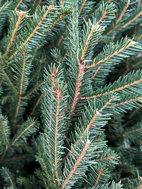 Norwegian Spruce (Picea abies) foliage close up needles – Christmas xmas tree -The Secret Garden Centre - South London - SE19