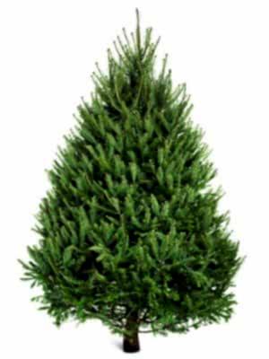 Norway Spruce – Christmas tree -The Secret Garden Centre - South London - SE19