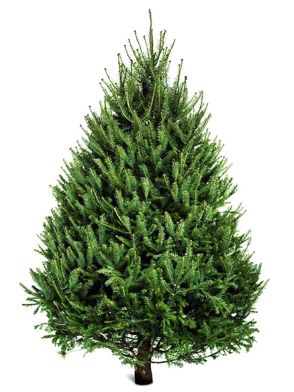 Norway Spruce – Christmas tree -The Secret Garden Centre - South London - SE19