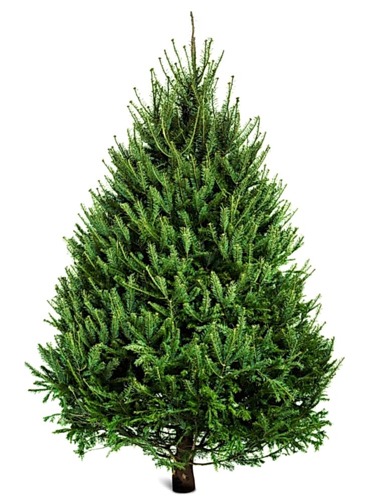 Norway Spruce – Christmas tree -The Secret Garden Centre - South London - SE19