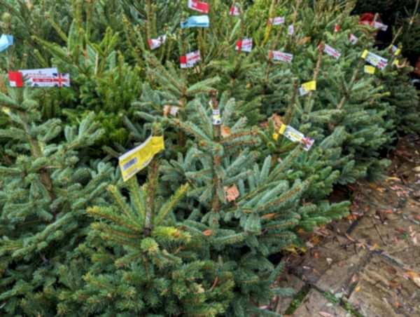 Pot-Grown Blue Spruce Christmas xmas - the secret garden centre - South-London