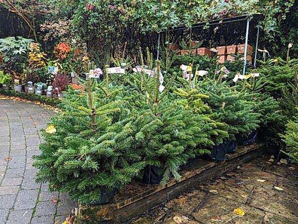 Pot-Grown Nordmann Fir Christmas xmas - the secret garden centre - South-London