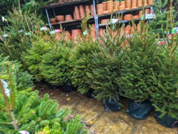 Pot-Grown Norway Spruce Christmas xmas - the secret garden centre - South-London