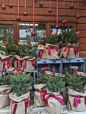 Pot-Grown Table-Top Blue Spruce Christmas xmas - the secret garden centre - South-London