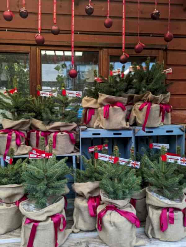 Pot-Grown Table-Top Blue Spruce Christmas xmas - the secret garden centre - South-London