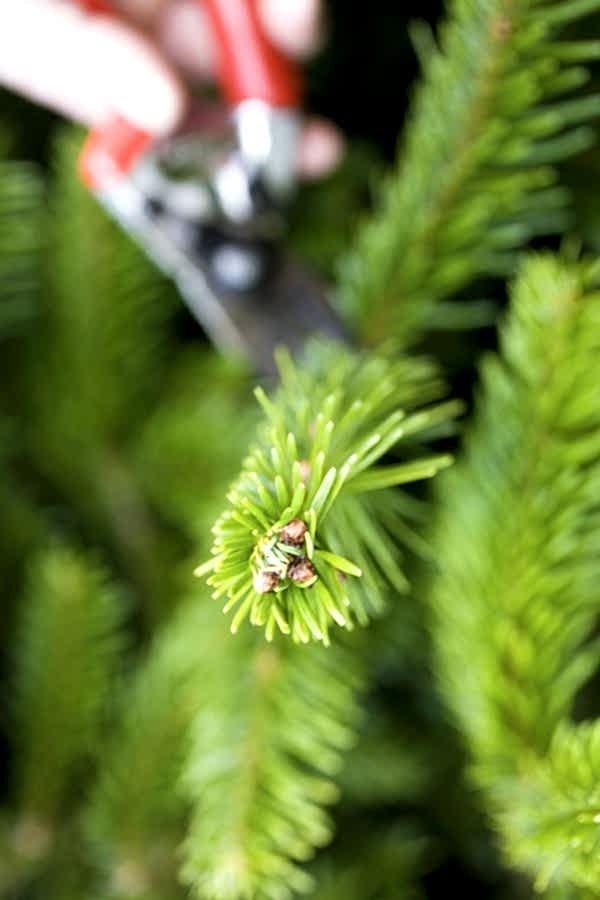 Nordmann Fir (Abies nordmanniana) Close up – Christmas xmas tree -The Secret Garden Centre - South London - SE19