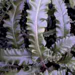 Evergreen Ferns