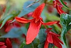 Begonias for hanging baskets