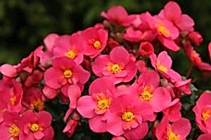 Seasonal bedding plants