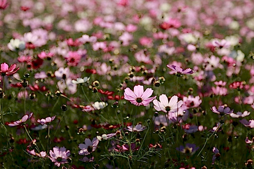 Seasonal Bedding Plants