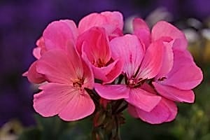 Geraniums for pots