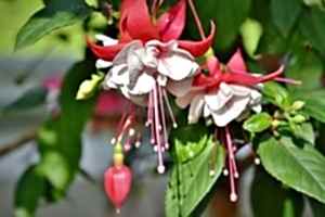 Plants for hanging baskets