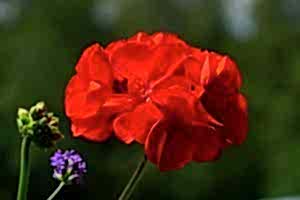 Plants for hanging baskets