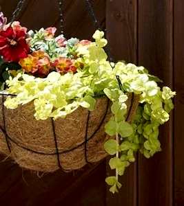 greenary for hanging baskets