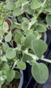 Helichrysum for hanging baskets