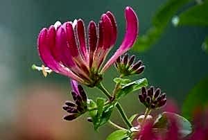 roses and climbers