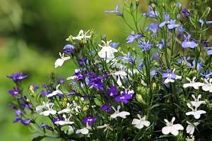 Bedding plants