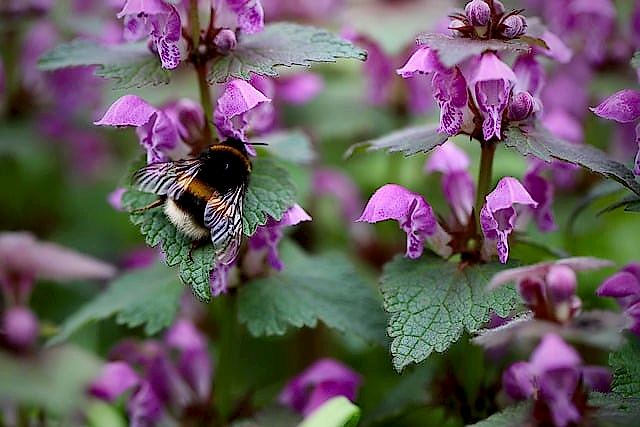 ground cover perennials