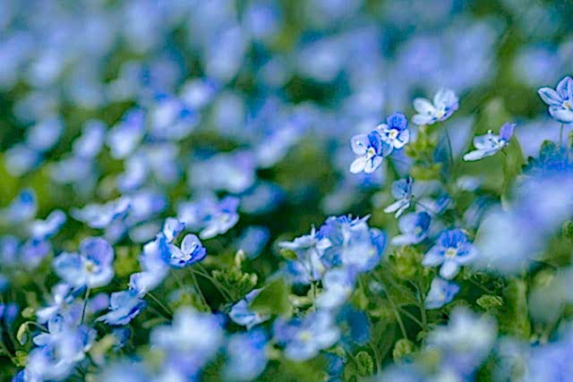 ground cover perennials