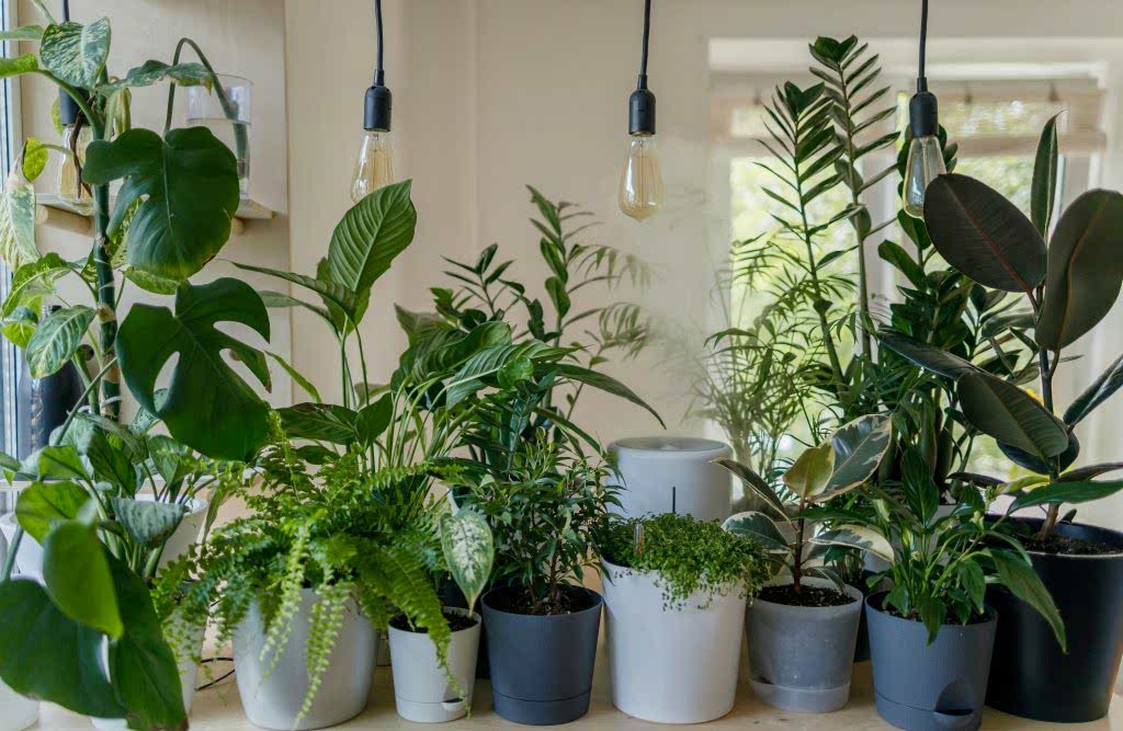 houseplants