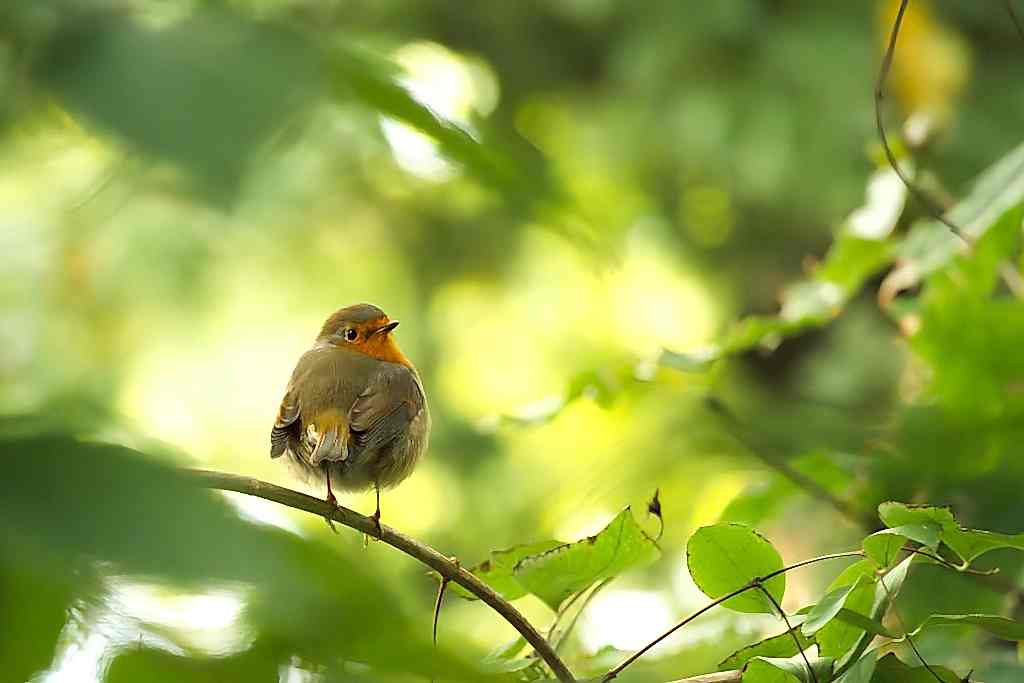 Bird care