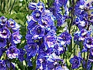 Perennial Delphiniums