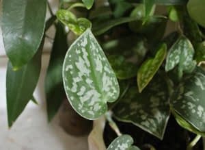 hanging houseplants