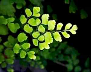 Fern houseplants