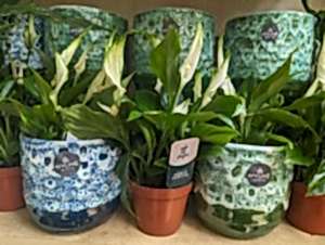 Pots and Containers: Ivyline houseplant pots