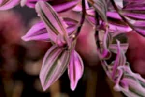 hanging houseplants