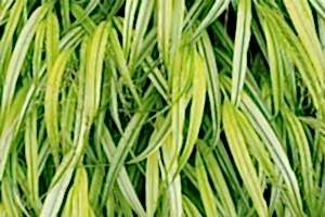 perennial grasses