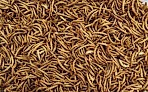 Bird care Mealworms