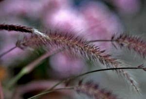 Perennial grasses