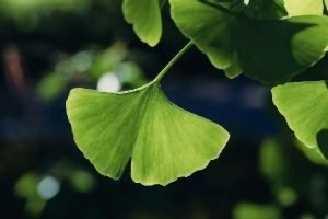 trees and shrubs