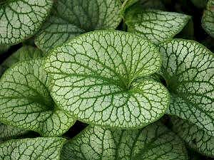 Brunnera flowers