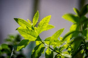 herbs, fruits and vegetables