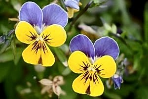 Bedding plants