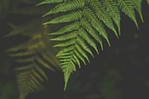 Perennial Ferns