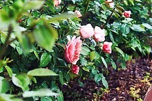 Roses and climbers