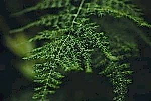 Fern Houseplants