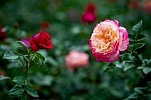 Roses and climbers