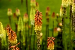 Kniphofia