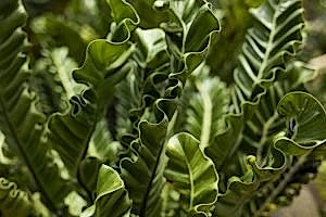 Fern houseplants